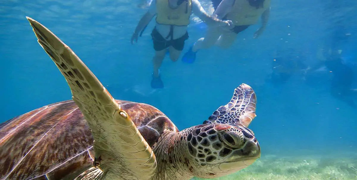Akumal Snorkel con Tortugas