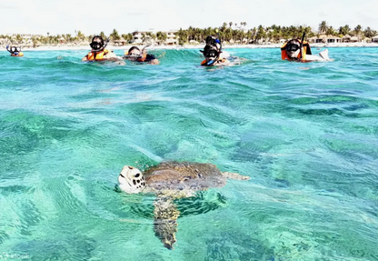 Akumal Snorkel con Tortugas