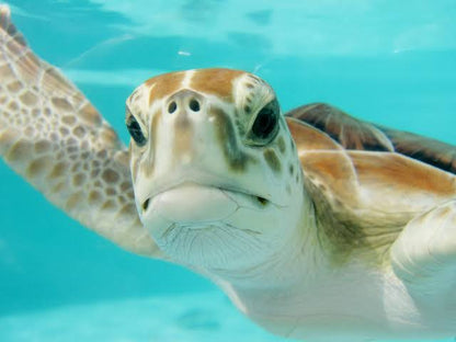 Akumal Snorkel con Tortugas